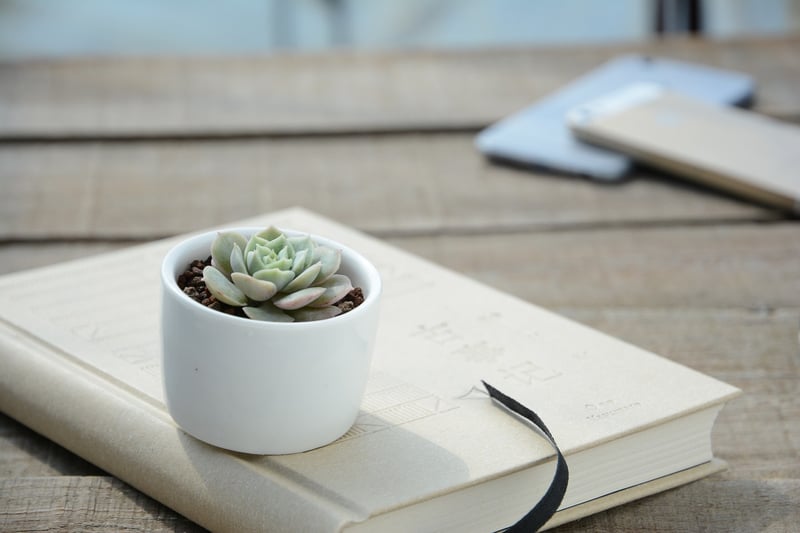 Tin Can Planters